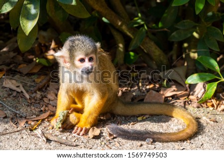 Squirrel monkey resting on the ground in Japan