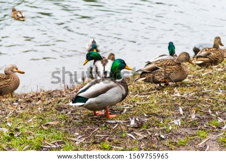  Wild ducks in the wild on an autumn day