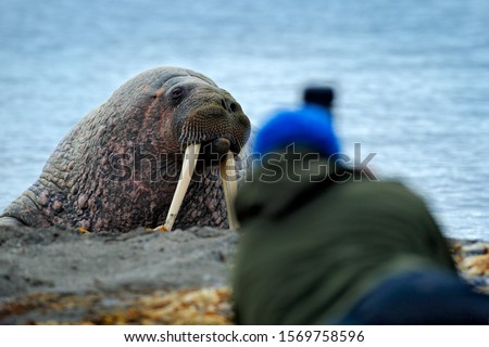 Wildlife photographer in the Arctic. Walrus on the sand beach. Detail portrait of Walrus with big white tusk, Odobenus rosmarus, big animal in nature habitat on Svalbard, Norway. Man with camera.