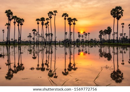 Silhouette of reflection of palm tree during sunrise time, Pathum Thani Province, Thailand
