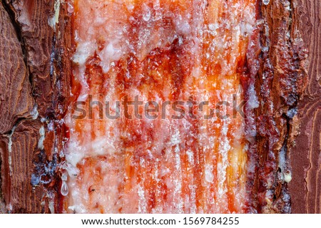 Detail of the cut in the trunk and texture of the resin in a forest exploitation. Resin or maritime pine. Pinus Pinaster. Pinewood Castrocontrigo, Leon, Spain.