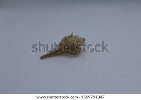 shell on a gray background