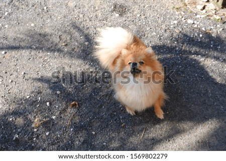 The dog pomeranian is sitting and smiling