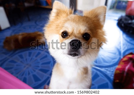 The dog pomeranian is staring