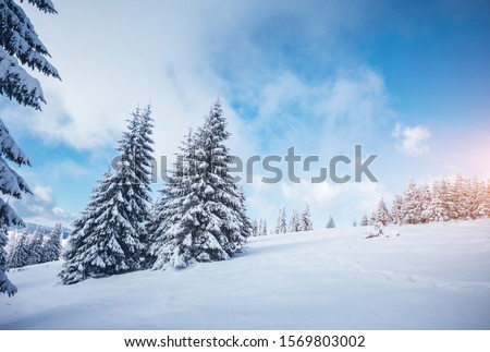 Perfect winter landscape with covered snow trees. Idyllic wintry scene. Carpathian, Ukraine, Europe. Happy New Year! Winter nature wallpapers. Christmas holiday concept. Discover the beauty of earth.