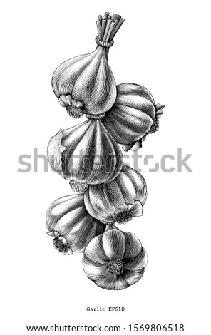 Antique engraving illustration of garlic hand draw black and white clip art isolated on white background