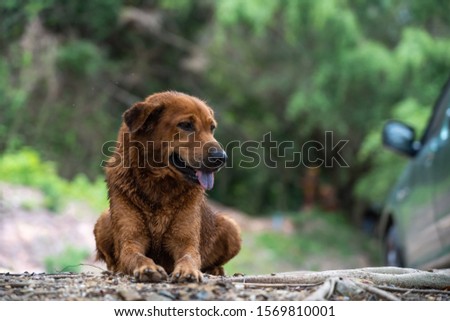 A brown dog is sitting with blur background