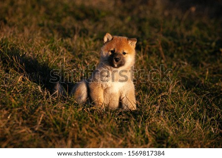 young red shiba inu puppies
