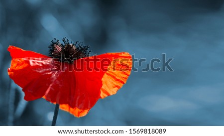Stylization of poppies.Beautiful picture for the interior.Background picture with bright poppies.Foreign subject in landscape theme.Delicate, red in the garden area.