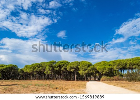 Pinus pinea forest and blue sky, with a dirt road.