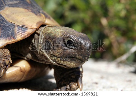 turtle close up