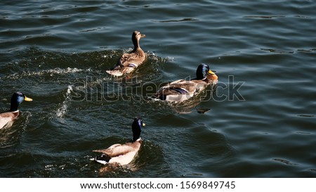 A flock of ducks swims in the lake. Family of ducks. Drakes and Ducks. side view