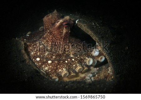 Coconut octopus (Amphioctopus marginatus). Underwater picture was taken in Lembeh Strait, Indonesia