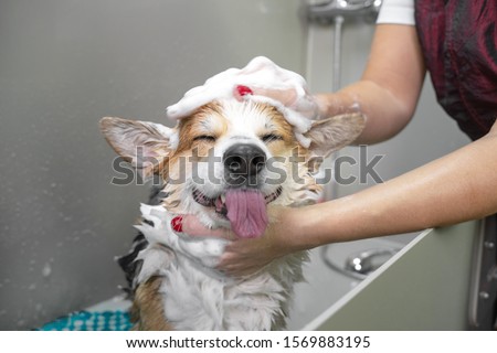 Funny portrait of a welsh corgi pembroke dog showering with shampoo.  Dog taking a bubble bath in grooming salon. Royalty-Free Stock Photo #1569883195