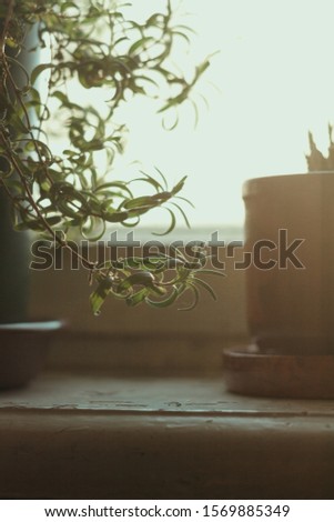 
Potted flowers stand on a white windowsill against the background of a window with sunlight. Ceramic pots, wooden decor. Macro.
