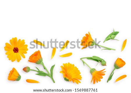Calendula. Marigold flower with leaf isolated on white background with copy space for your text. Top view. Flat lay pattern