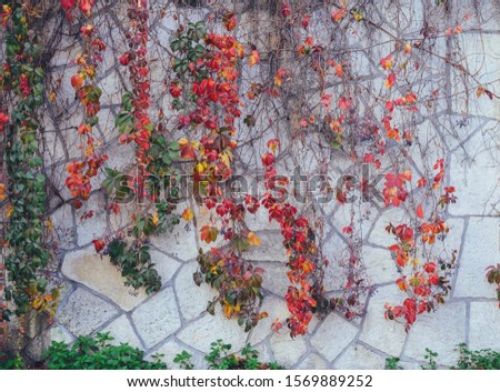 Colorful plants and leaves dangling from the wall