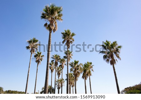 This is a picture of a palm plant.