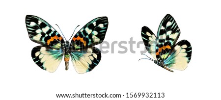 Set two beautiful colorful bright  multicolored tropical butterflies with wings spread and in flight isolated on white background, close-up macro. Royalty-Free Stock Photo #1569932113