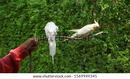 Cockatiels bird or mini cockatoos are interesting pets