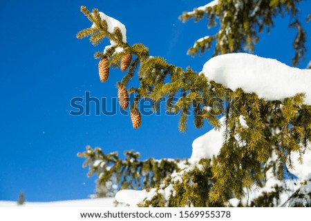 Pine tree with pine cones and a lot of snow in the mountains in Kleinwalsertal in Austria