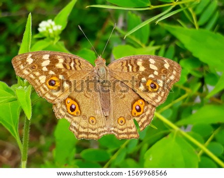 Natural forest Beautiful butterfly pic 