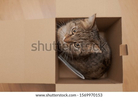 Male cat sitting in paper box from above