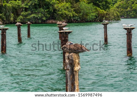 Los Haitises National Park.multicolored tropical birds and manatees. The coast is dotted with small islets where frigates and pelicans nest.Samana peninsula, 
