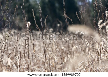 Pictures of Dogtail grass in winter field