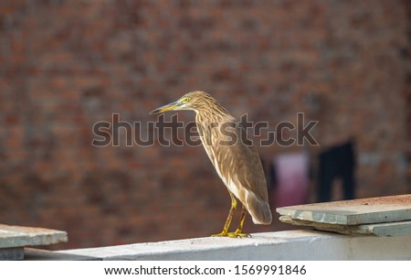 A picture of green heron  or fish eater bird