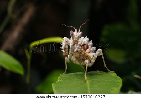 Pseudocreobotra wahlbergi, or spiny flower mantis nymph on green leaf