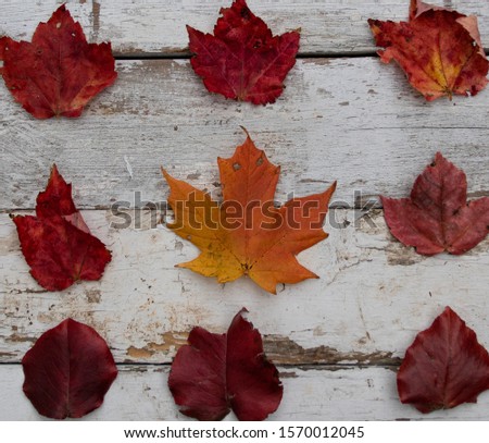 Red, orange, and yellow, fall, maple leaves on faded boards painted white; phone background of fall leaves