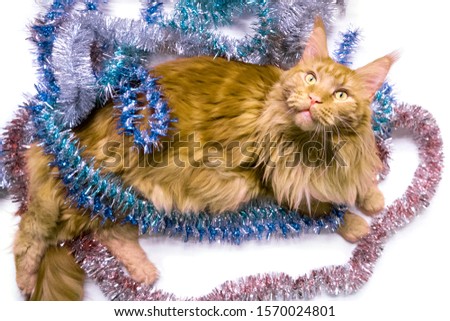Christmas young large red marble Maine coon cat lies in multicolored tinsel, looks up. Greeting card with cat on white background, isolated. New Year's portrait of cat
