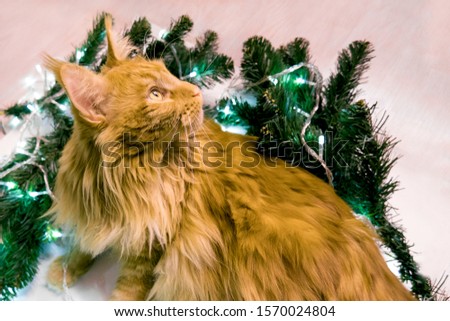 Christmas young large red marble Maine coon cat lies in the branches of a Christmas tree and lights, looks away. Greeting card with cat. New Year's portrait of cat with space for text