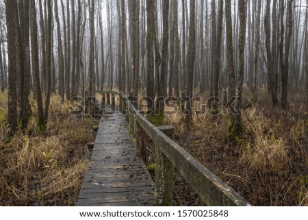 Boardwalk in wet forest on foggy autumn day. Picture of gloomy forest landscape in late autumn . 