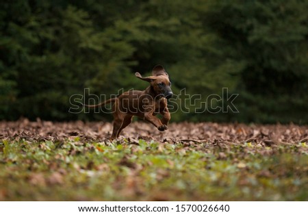 Cute and playful brown puppy with big eyes and big ears running on green grass with coniferous trees on background 