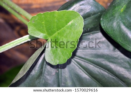 Heart shaped leave in my Garden