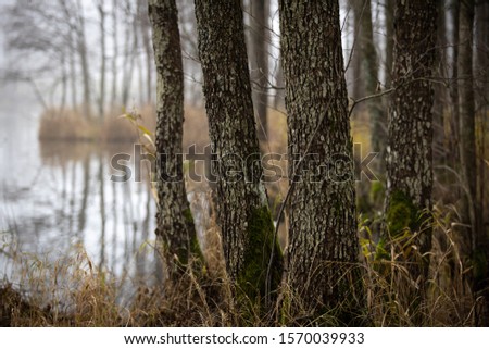 Four alder tree trunks in foreground  and blurred  background of forest lake surface.  Main focus on   tree trunks  in front. 