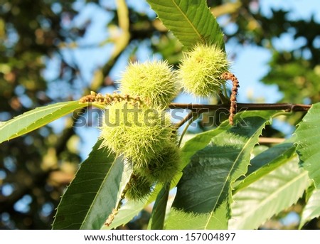 Horse-chestnuts on conker tree branch - Aesculus hippocastanum fruits in autumn. stock photo, stock photograph, image, picture, stock, photo, 