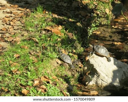 turtles bask in the sun	
