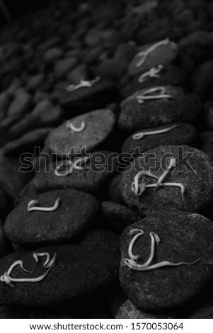 BLACK Friday the biggest shopping days of the year 2020, writen on stone with sprouts - image