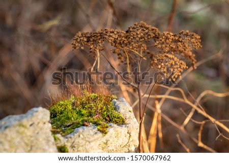 Moss on the stone. Beautiful moss and pine needles on a stone. Details of the forest.