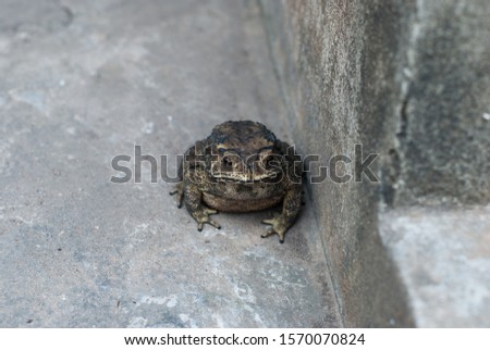 Common toad animal in nature