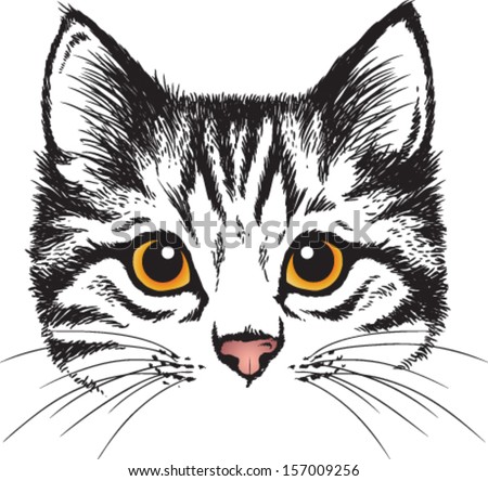 Vector sketch of a stylized kitten's face