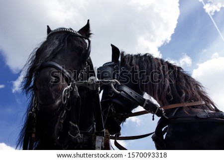 two horses side by side under the clouds
 
