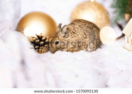 Symbol of 2020, the rat mouse sits among Christmas decorations