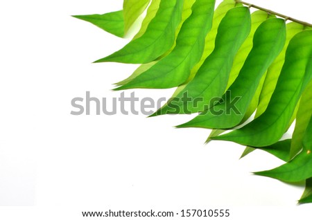Leaves bags on white background