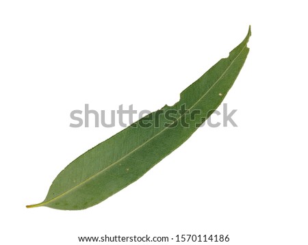 Eucalyptus leaf isolated on white background, Natural green leaf