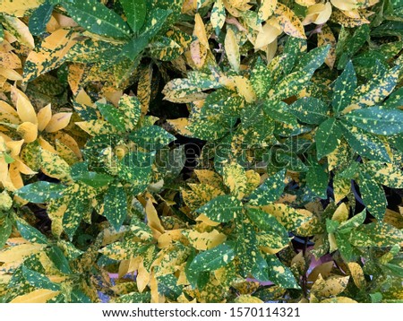 Yellow and green ornamental plants in pots