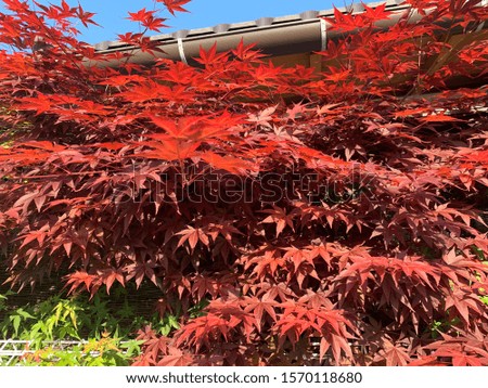 Beautiful Autumn at chiba japan